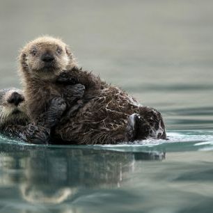 輸入壁紙 カスタム壁紙 PHOTOWALL / Sea Otter and Pup (e327027)