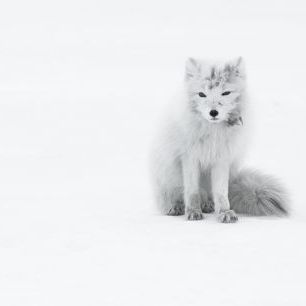 輸入壁紙 カスタム壁紙 PHOTOWALL / Arctic Fox (e327058)