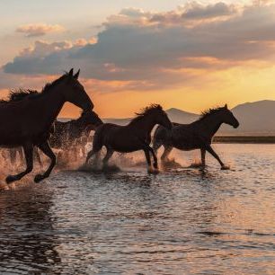 輸入壁紙 カスタム壁紙 PHOTOWALL / Water Horses (e327077)