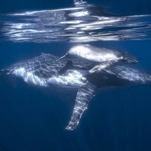 輸入壁紙 カスタム壁紙 PHOTOWALL / Humpback Whale and its Calf (e327087)