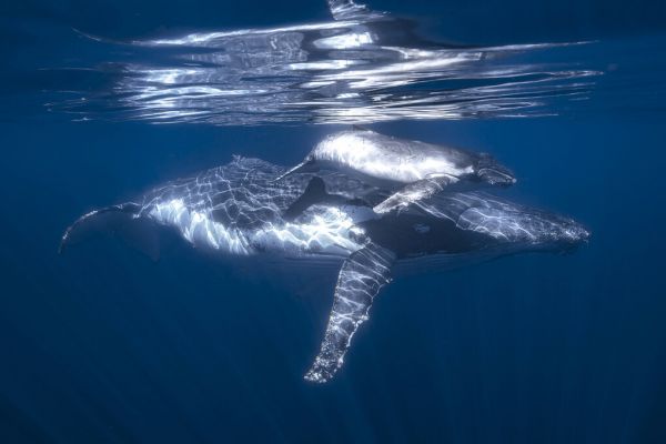 輸入壁紙 カスタム壁紙 PHOTOWALL / Humpback Whale and its Calf (e327087)
