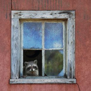 輸入壁紙 カスタム壁紙 PHOTOWALL / Raccoon Window (e327141)