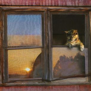 輸入壁紙 カスタム壁紙 PHOTOWALL / Kitten Window (e327142)