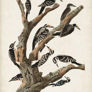 輸入壁紙 カスタム壁紙 PHOTOWALL / Marias Woodpecker (e327182)