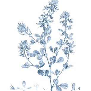 輸入壁紙 カスタム壁紙 PHOTOWALL / Antique Botanical in Blue VIII (e327223)