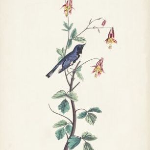 輸入壁紙 カスタム壁紙 PHOTOWALL / Black Throated Blue Warbler (e327251)