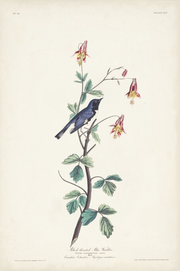 輸入壁紙 カスタム壁紙 PHOTOWALL / Black Throated Blue Warbler (e327251)