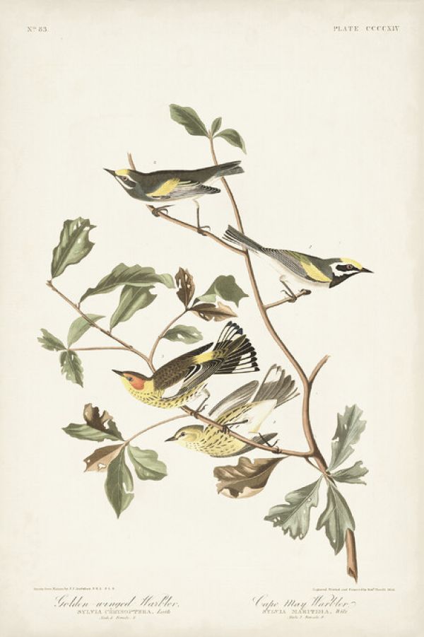 輸入壁紙 カスタム壁紙 PHOTOWALL / Golden Winged Warbler (e327252)