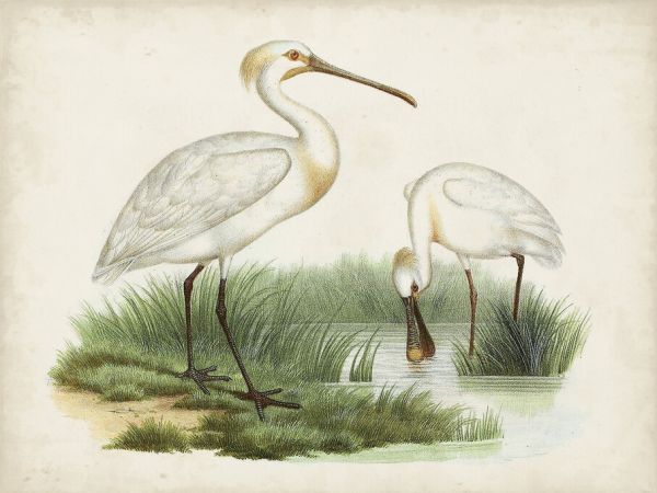 輸入壁紙 カスタム壁紙 PHOTOWALL / Antique Waterbirds III (e327299)