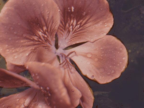 輸入壁紙 カスタム壁紙 PHOTOWALL / Garden Geraniums I (e327304)