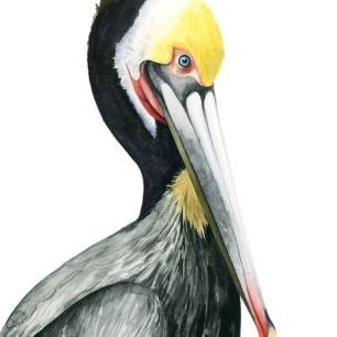 輸入壁紙 カスタム壁紙 PHOTOWALL / Watercolor Pelican I (e327355)