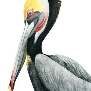 輸入壁紙 カスタム壁紙 PHOTOWALL / Watercolor Pelican II (e327356)