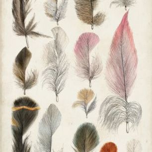 輸入壁紙 カスタム壁紙 PHOTOWALL / Antique Bird Feathers III (e327389)