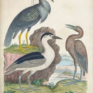 輸入壁紙 カスタム壁紙 PHOTOWALL / Antique Heron &amp; Waterbirds I (e327392)