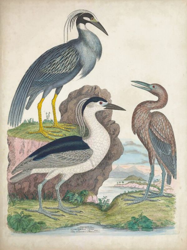 輸入壁紙 カスタム壁紙 PHOTOWALL / Antique Heron &amp; Waterbirds I (e327392)