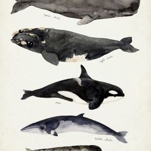 輸入壁紙 カスタム壁紙 PHOTOWALL / Whale Chart I (e327394)