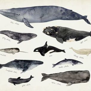 輸入壁紙 カスタム壁紙 PHOTOWALL / Whale Chart III (e327395)