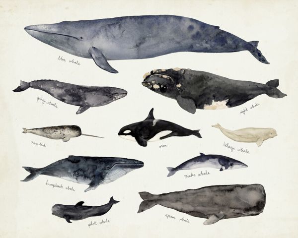 輸入壁紙 カスタム壁紙 PHOTOWALL / Whale Chart III (e327395)