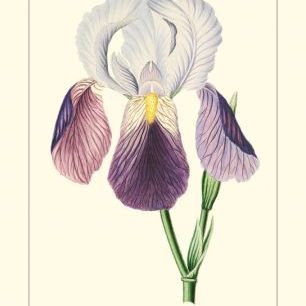 輸入壁紙 カスタム壁紙 PHOTOWALL / Purple Irises I (e327410)
