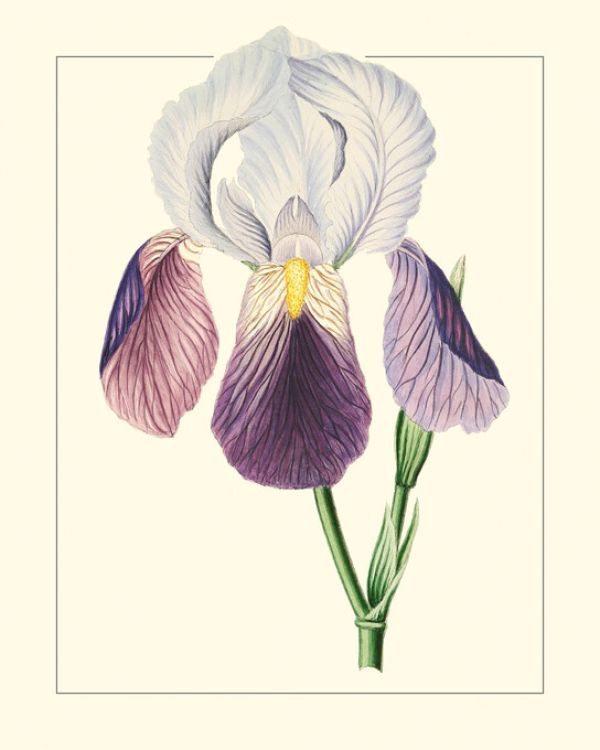 輸入壁紙 カスタム壁紙 PHOTOWALL / Purple Irises I (e327410)