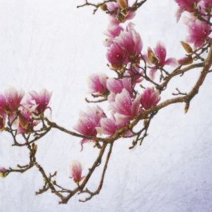 輸入壁紙 カスタム壁紙 PHOTOWALL / Painted Magnolias II (e327412)