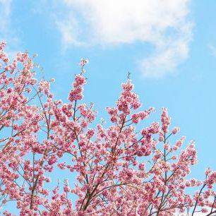 輸入壁紙 カスタム壁紙 PHOTOWALL / Japan Rising Sun - Cherry Blossoms (e328555)