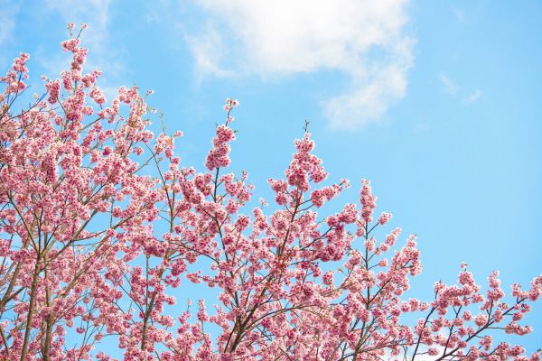 輸入壁紙 カスタム壁紙 PHOTOWALL / Japan Rising Sun - Cherry Blossoms (e328555)