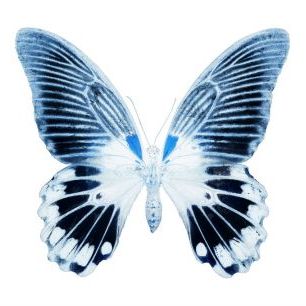 輸入壁紙 カスタム壁紙 PHOTOWALL / Miss Butterfly X-Ray - Agenor (e328558)