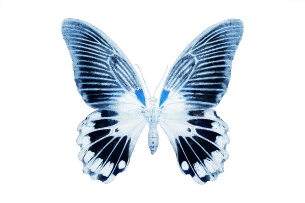 輸入壁紙 カスタム壁紙 PHOTOWALL / Miss Butterfly X-Ray - Agenor (e328558)