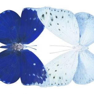 輸入壁紙 カスタム壁紙 PHOTOWALL / Miss Butterfly X-Ray - Duo Catoploea (e328559)