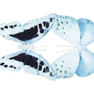 輸入壁紙 カスタム壁紙 PHOTOWALL / Miss Butterfly X-Ray - Duo Cloanthaea (e328560)