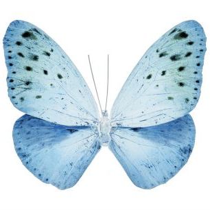 輸入壁紙 カスタム壁紙 PHOTOWALL / Miss Butterfly X-Ray - Euploea (e328561)