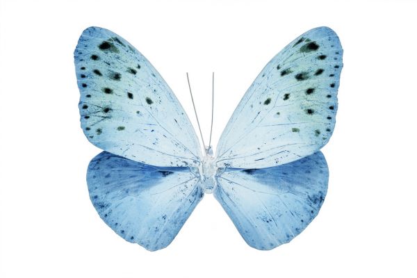 輸入壁紙 カスタム壁紙 PHOTOWALL / Miss Butterfly X-Ray - Euploea (e328561)