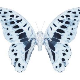 輸入壁紙 カスタム壁紙 PHOTOWALL / Miss Butterfly X-Ray - Graphium (e328563)