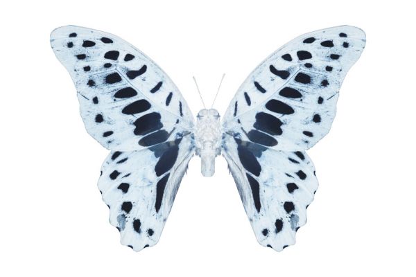 輸入壁紙 カスタム壁紙 PHOTOWALL / Miss Butterfly X-Ray - Graphium (e328563)