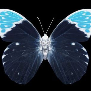 輸入壁紙 カスタム壁紙 PHOTOWALL / Miss Butterfly X-Ray - Hebomoia (e328564)
