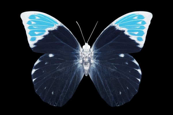 輸入壁紙 カスタム壁紙 PHOTOWALL / Miss Butterfly X-Ray - Hebomoia (e328564)