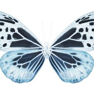 輸入壁紙 カスタム壁紙 PHOTOWALL / Miss Butterfly X-Ray - Melaneus (e328565)