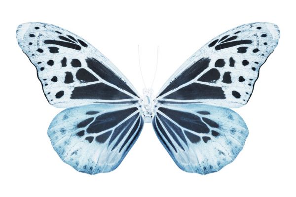輸入壁紙 カスタム壁紙 PHOTOWALL / Miss Butterfly X-Ray - Melaneus (e328565)