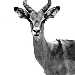 輸入壁紙 カスタム壁紙 PHOTOWALL / Safari Profile - Antelope (e328579)