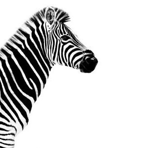 輸入壁紙 カスタム壁紙 PHOTOWALL / Safari Profile - Zebra (e328580)