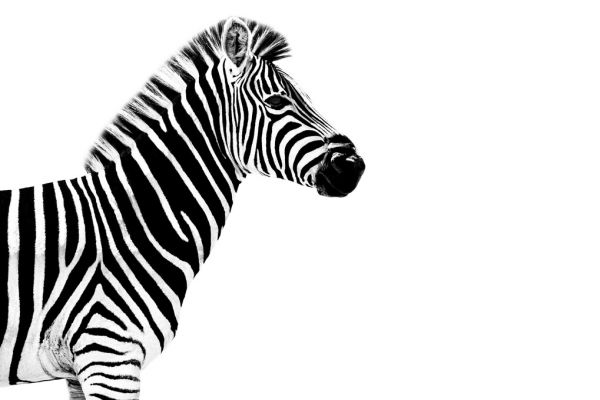 輸入壁紙 カスタム壁紙 PHOTOWALL / Safari Profile - Zebra (e328580)