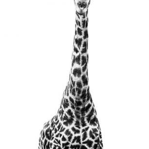 輸入壁紙 カスタム壁紙 PHOTOWALL / Safari Profile - Giraffe (e328581)