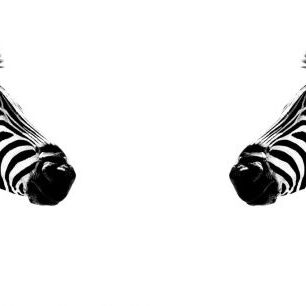 輸入壁紙 カスタム壁紙 PHOTOWALL / Safari Profile - Zebras Face to Face (e328582)