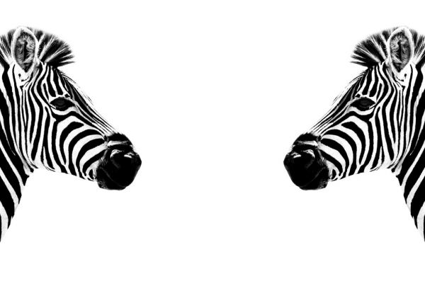 輸入壁紙 カスタム壁紙 PHOTOWALL / Safari Profile - Zebras Face to Face (e328582)
