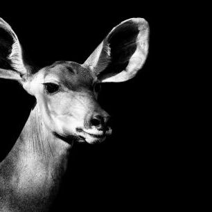 輸入壁紙 カスタム壁紙 PHOTOWALL / Safari Profile - Antelope Impala (e328583)