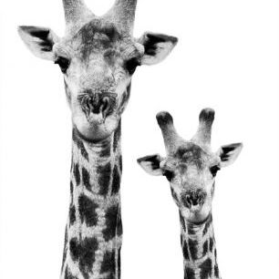 輸入壁紙 カスタム壁紙 PHOTOWALL / Safari Profile - Giraffe and Baby (e328584)