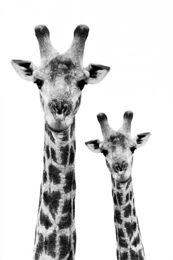 輸入壁紙 カスタム壁紙 PHOTOWALL / Safari Profile - Giraffe and Baby (e328584)