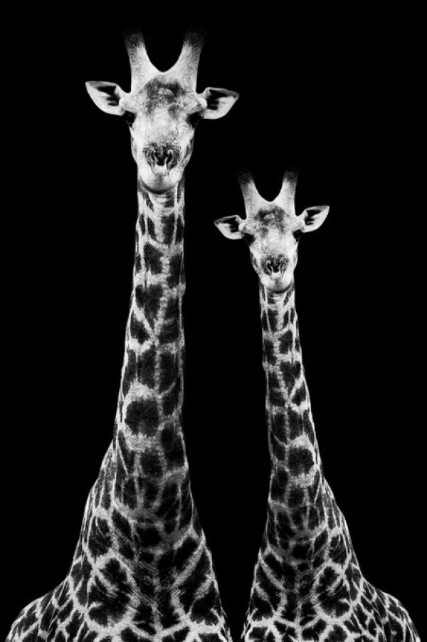 輸入壁紙 カスタム壁紙 PHOTOWALL / Safari Profile - Two Giraffes (e328585)