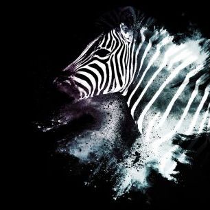 輸入壁紙 カスタム壁紙 PHOTOWALL / Wild Explosion - The Zebra (e328600)